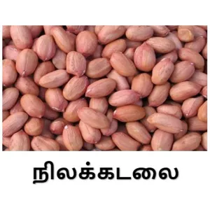 Groundnut