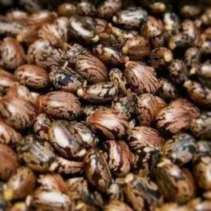 Kottamuthu 100g