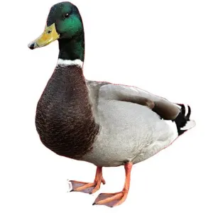 Nadan Duck - 1 Ps