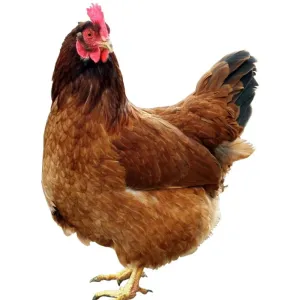 Nadan/ നാടൻ Chicken skinless- Curry cut