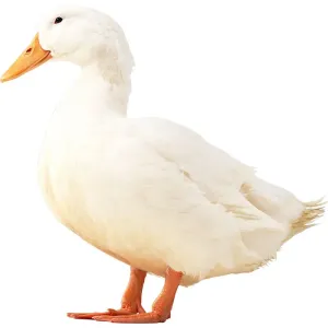 Duck Broiler with Skin - Curry cut