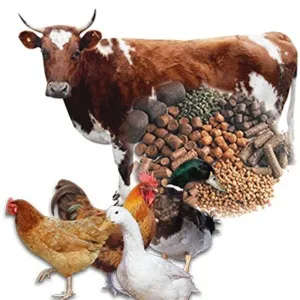 Animal Feed | पशु आहार