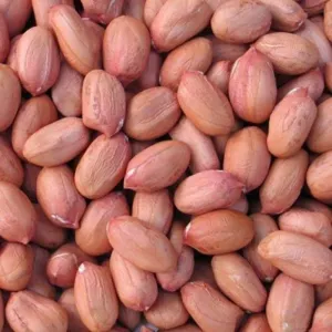 Groundnut Raw