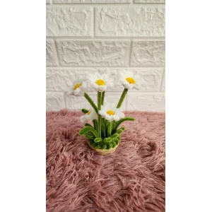 Daisy flowers 