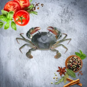 கலி நண்டு / Mud Crab