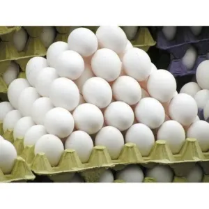 Fresh Egg