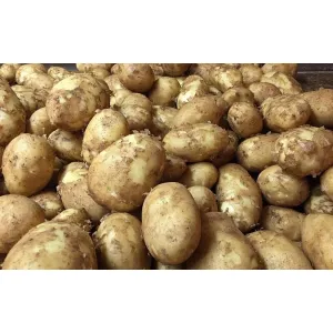 New Potato Regular (50Kg) ₹ 10.00/Kg