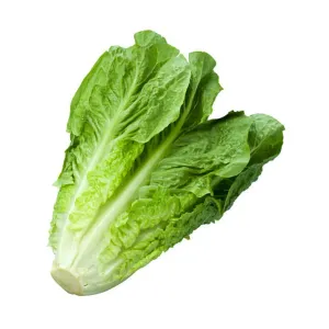 Lettuce 