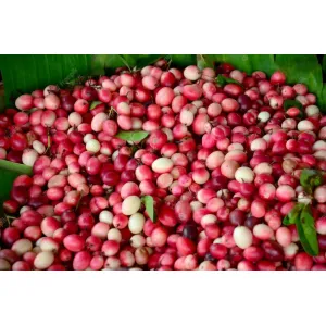करोंदा (karonda imported)