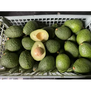 Avacado 
