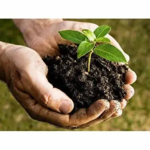 Organic Fertilizers
