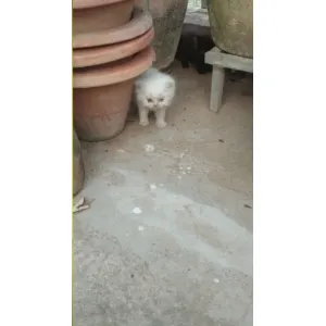 Cat(A+) ✅Male &Female available, good quality &good price(Wowpets2832)