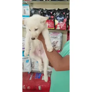German Shepherd white colour (A+) ✅Male available, good quality &good price(Wowpets2725)