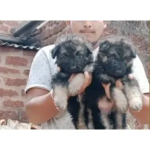 German Shepherd double(A+) ✅Male &Female available, good quality &good price(Wowpets4562) 