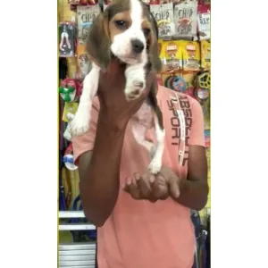 Beagle (A+) ✅quality Male available, good quality &good price(Wowpets4282)