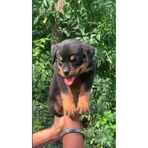 Rottwiler(A+) โ
Male available, good quality &good price(Wowpets2527)