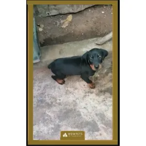 Doberman puppy(A+) ✅Male & Female available, good quality & good price