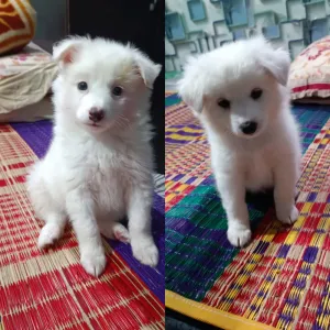 German spitz (A+)Male & Female available, good quality & good price
