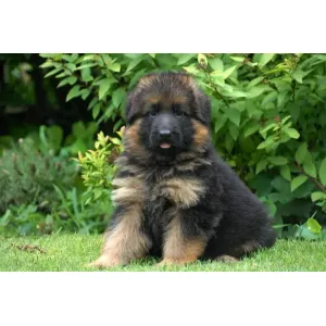 German shepherd long coat male Avilable (A+) Quality heavy bone (WOWPets2720)