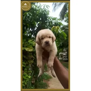 Labrador good quality(A++) ✅Male &Female available, good quality &good price(Wowpets3567) 