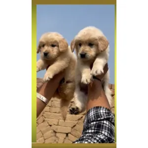 Golden retriever Male ( A+) quality โ
available, good quality &bgood price wowpets4631