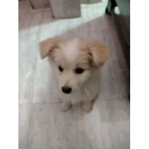 German Spitz (A +)✅ Male & Female available, good quality & good price