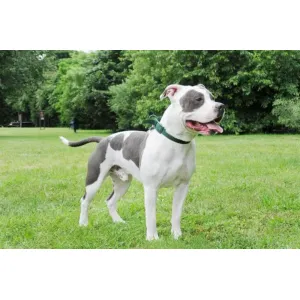 American bully female Avilable (A+) Quality heavy bone (WOWPets2711)