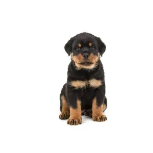 Rottweiler male & female Avilable (A+) Quality heavy bone (WOWPets2712)