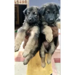German Shepherd double coat(A++) ✅Male available, good quality &good price(Wowpets2673) 