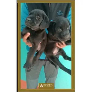 Labrador Retriever (A+) ✅Male & Female available, good quality & good price