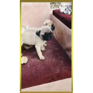 Pug (A+)Quality ✅ Male &Female available, good quality &bgood price