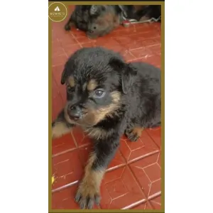 Rottweiler(A+) ✅Male &Female available, good quality &good price(Wowpets2629) 