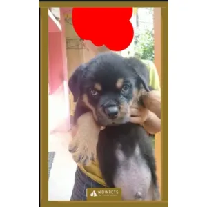 Rottweiler (A+) great qtyMale &Female available, good quality &bgood price (wowpets 3030)