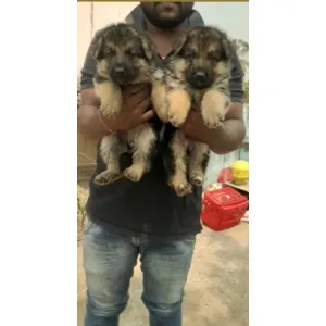 German Shepherd double coat (A+) ✅Male available, good quality &bgood price(Wowpets2782) 