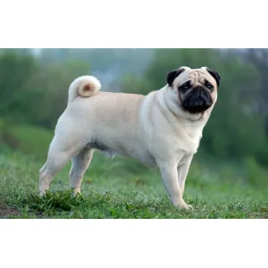 Pug health puppy Female Avilable (A+) Quality heavy bone (WOWPets2721)