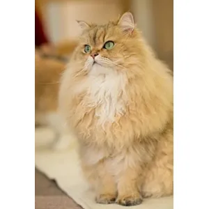 Persian cat female Avilable (A+) Quality heavy bone (WOWPets2723)