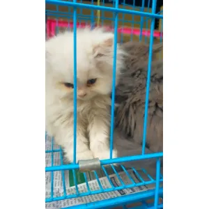 Persian cat (A+)✅Male &Female available, good quality &bgood price