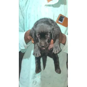 Black Labrador(A+) ✅Male available, good quality &good price(Wowpets3375) 