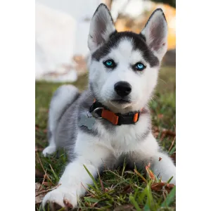 Huskey Blue eyes male & female Avilable (A+) Quality heavy bone (WOWPets2715)