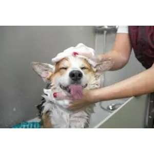 Pets Grooming Services At Door Step