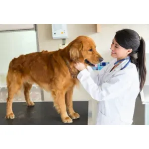 Dog Free Health Checkup at Door Step