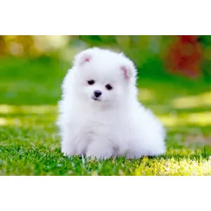 Pomeranian /(Spitz)