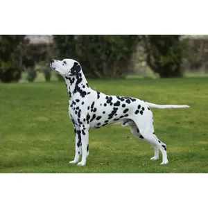 Dalmatian 