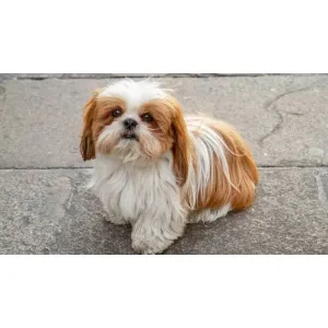 ShihTzu