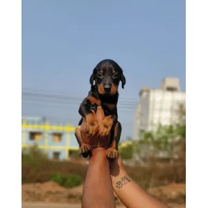 American Doberman