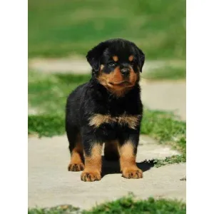 Rottweiler