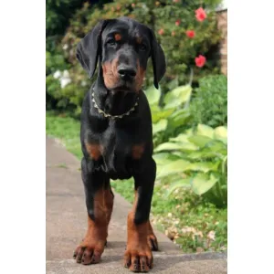 European Doberman