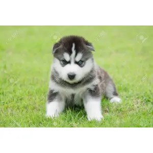 Siberian Husky