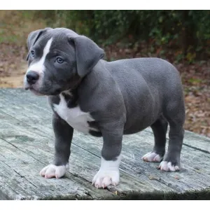 Pitbull