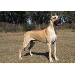 Great Dane